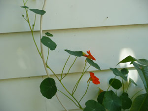 subject21_nastursh08