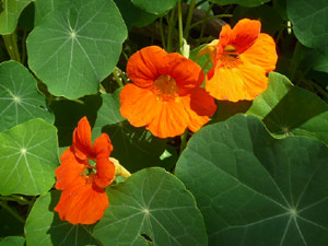 subject21_nastursh11