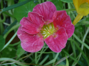 subject21_nastursh12