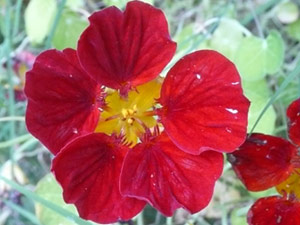 subject21_nastursh13