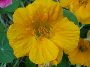 subject21_nastursh14