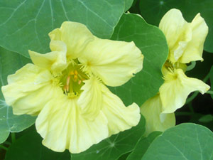 subject21_nastursh15