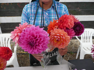 subject22_dahlia_arrang08