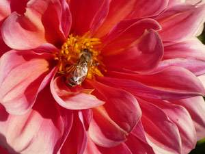 subject22_dahlia_bug01