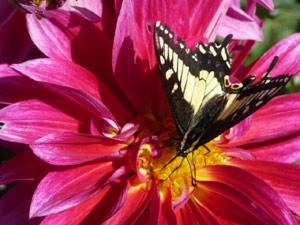 subject22_dahlia_bug06