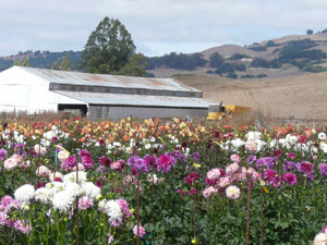 subject22_dahlia_lndscp09