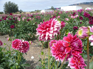 subject22_dahlia_lndscp11