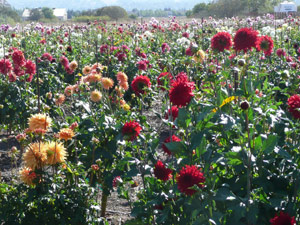 subject22_dahlia_lndscp12