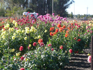 subject22_dahlia_lndscp16