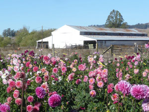 subject22_dahlia_lndscp17