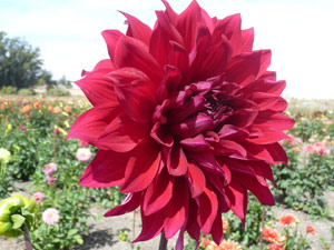 subject22_dahlia_lndscp19