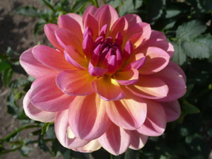 subject22_dahlia_mix03