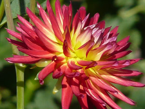 subject22_dahlia_mix05