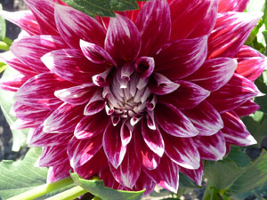 subject22_dahlia_mix07