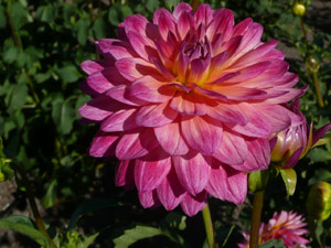 subject22_dahlia_mix10