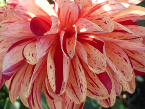 subject22_dahlia_mix15