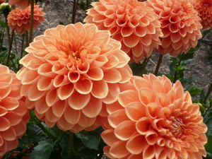 subject22_dahlia_orng05