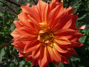 subject22_dahlia_orng07