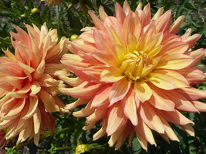 subject22_dahlia_orng08