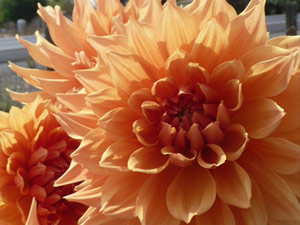 subject22_dahlia_orng09