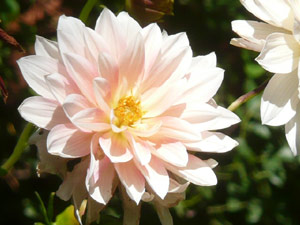 subject22_dahlia_pchcorl07