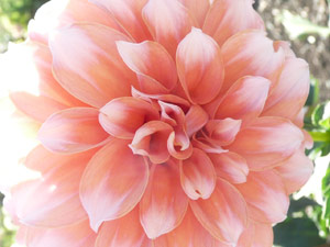 subject22_dahlia_pchcorl08