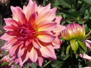 subject22_dahlia_pchcorl12