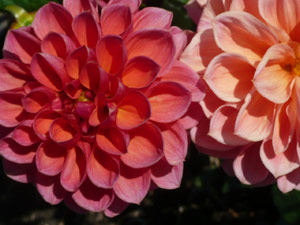 subject22_dahlia_pchcorl13