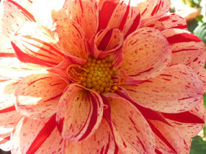 subject22_dahlia_petal06