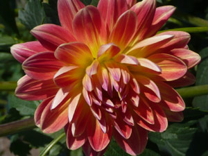 subject22_dahlia_petal07