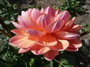 subject22_dahlia_petal09