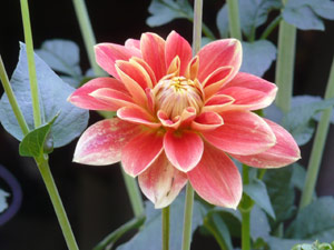 subject22_dahlia_petal10