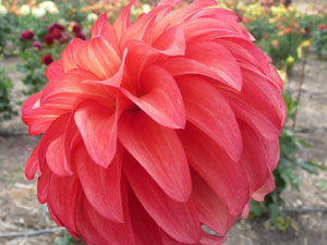 subject22_dahlia_petal19