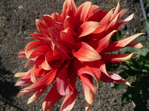 subject22_dahlia_petal22