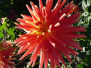 subject22_dahlia_petal24