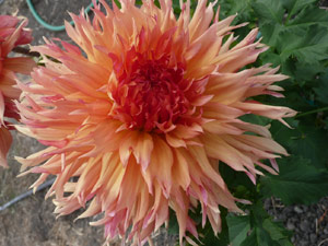 subject22_dahlia_petal25