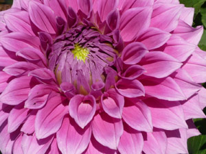 subject22_dahlia_pink05