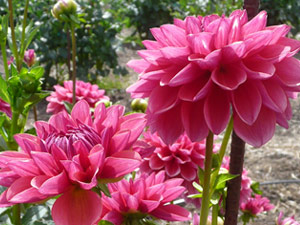 subject22_dahlia_pink11