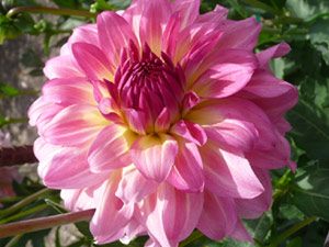 subject22_dahlia_pink12