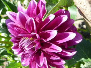 subject22_dahlia_purp01