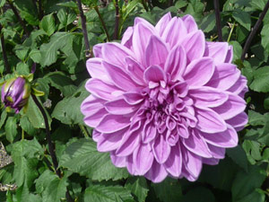 subject22_dahlia_purp02