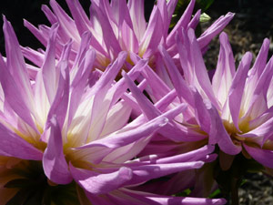 subject22_dahlia_purp03