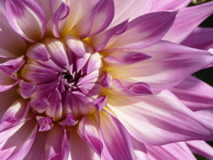 subject22_dahlia_purp04