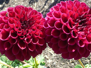 subject22_dahlia_red01