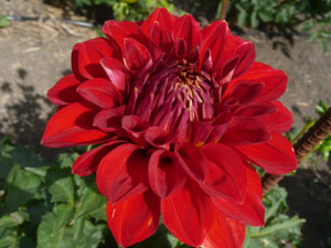 subject22_dahlia_red09