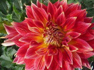 subject22_dahlia_red11