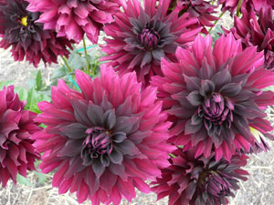 subject22_dahlia_red13