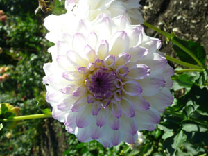 subject22_dahlia_wht01