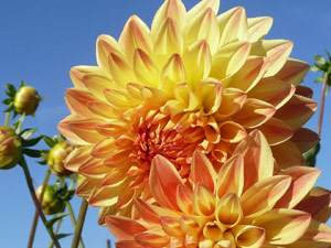 subject22_dahlia_ylo02