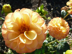 subject22_dahlia_ylo05